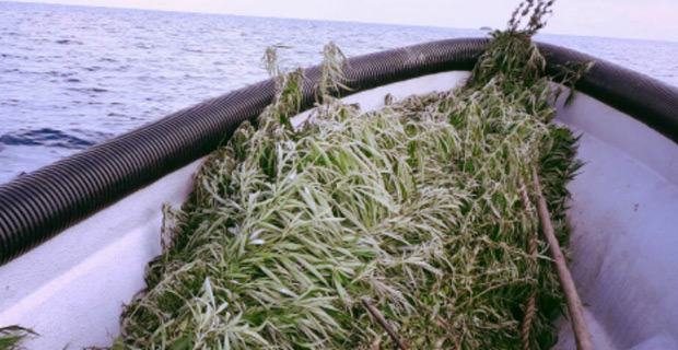 More than 2,000 plants believed to be marijuana uprooted in 2 separate farms in Northern and Southern Division