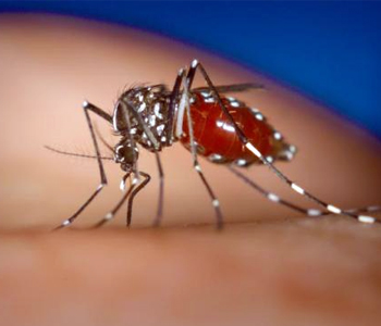 8 dengue cases recorded in the North