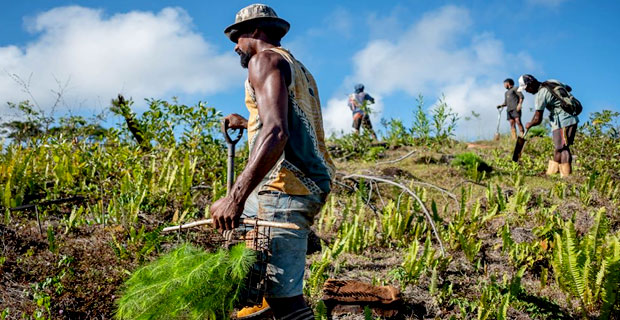 Fiji Pine Limited plants over 2 million pine trees this year 
