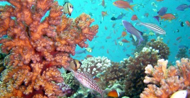 UNDP signs conditions agreement under the “Fiji Reef to Ridge project” with new partners today