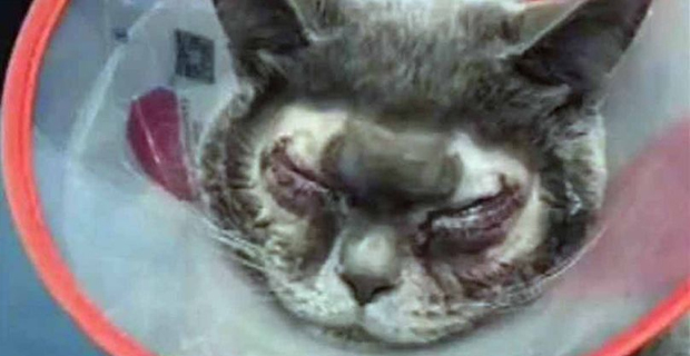 Woman accused of animal abuse after cat undergoes plastic surgery
