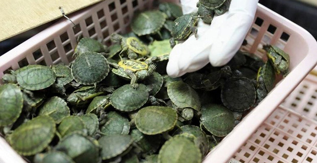 More than 5,000 baby turtles discovered in luggage at Kuala Lumpur airport