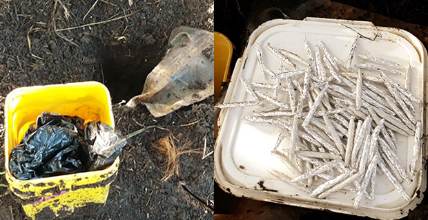 Police seize $4,000 cash and over 200 rolls of dried leaves believed to be marijuana in Draunivi, Ra