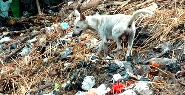 SPCA Fiji launches Communities Compliant in Legislation and Animal Welfare program