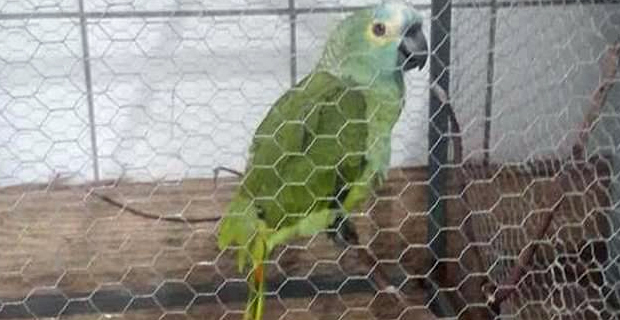 Parrot removed from a home in Brazil after it alerted its owner to the cops during drug bust 