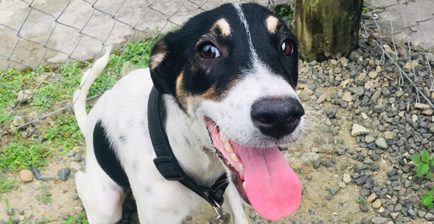 Pig hunters urged to stop stealing and abusing people's dogs 