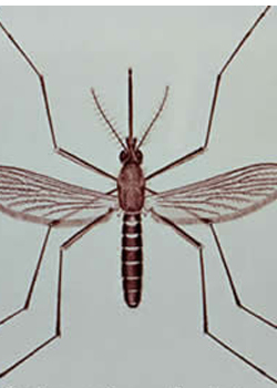 Reduction of Lymphatic Filariasis in Eastern division