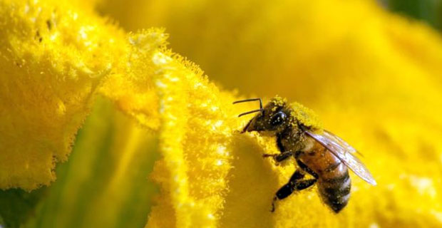 One million animal and plant species threatened with extinction