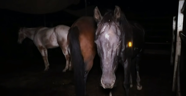 Footage of racehorse cruelty sparks debate hours before Melbourne Cup begins