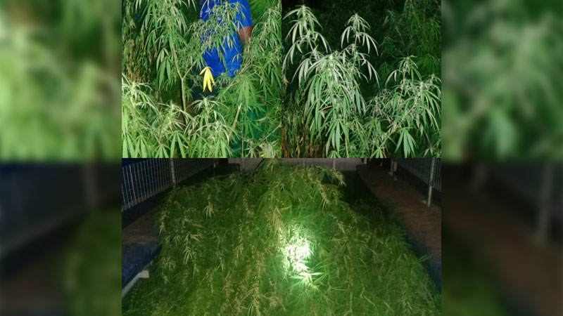 Ra farmer charged for allegedly cultivating marijuana