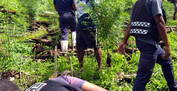 Police seize more than 160 plants believed to be marijuana in Cakaudrove