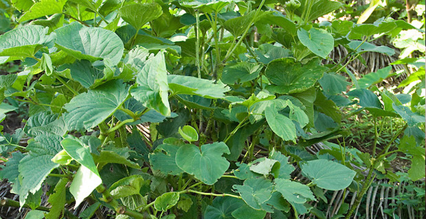 Two men jailed for seven months for stealing kava