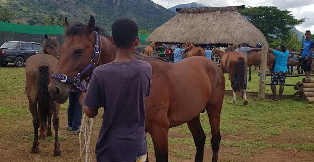 Raftaar wins 800m horse race at Sabeto Picnic Races