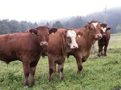 Tailevu North Dairy farms quarantined