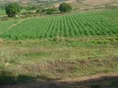 Major land reforms expected