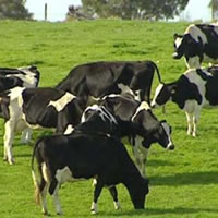 Tailevu North dairy farmers concerned