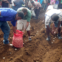 Potato farming programmer launched