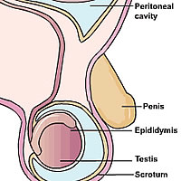 Free treatment for scrotum infections