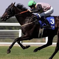 Mad Rush Remains Favourite