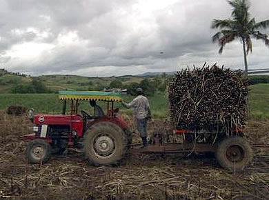 Good news for cane farmers