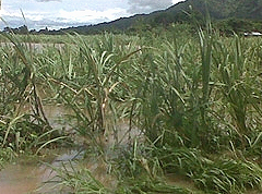 About $5M damage to crops from recent floods in Ba