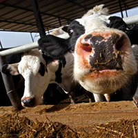 Dairy farmers to be compensated