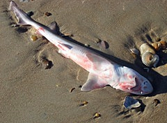 About 50 sharks wash up on Nukulau Island