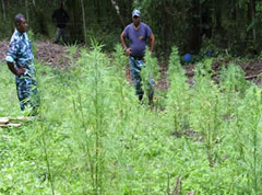 Police team uproot plants believed to be marijuana