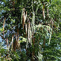 Research conducted on new crops