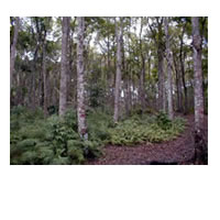 Delay in mahogany harvest