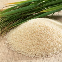 Ministry Looks At Rice Production