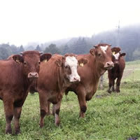 Origin of Brucellosis unknown