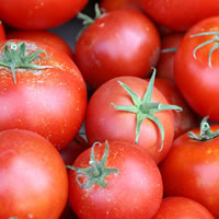 Permit now available for improting NZ tomatoes/capsicums