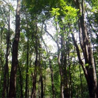 Major plans underway for Mahogany industry