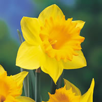 Today is World Daffodil Day