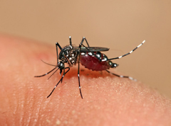 Avoid ibuprofen and aspirin when you have dengue-Dr Nanovo