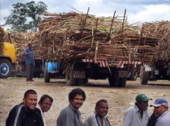 FSC sure that Fiji will not have to import sugar next year