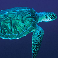 Don’t touch tagged turtles-WWF