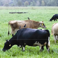 Affected farmers need assurance