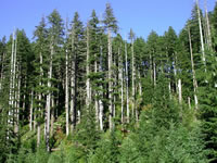 Interest grows for use of idle land