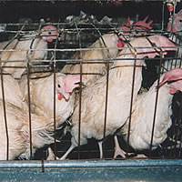 Enough chickens for festive season