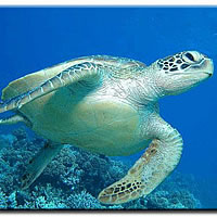 Ministry of Fisheries investigate turtle killings