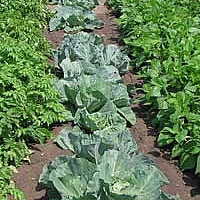 Vegetable Gardening The Way For Food Security