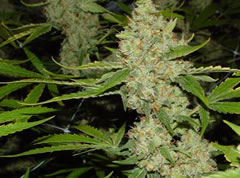 Marijuana plants uprooted in Lautoka