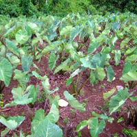 Steal 100 dalo, plant 500 more