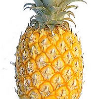 Rise in pineapple production likely in North