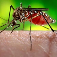 2,137 recorded dengue cases