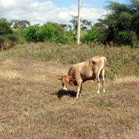 Trucks cart water to drought stricken areas