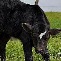 Who will McCow’s pick be this week