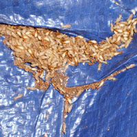 Termite infestation spreads